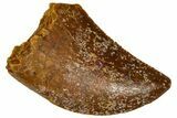 Serrated, Baby Carcharodontosaurus Tooth - Morocco #361033-1
